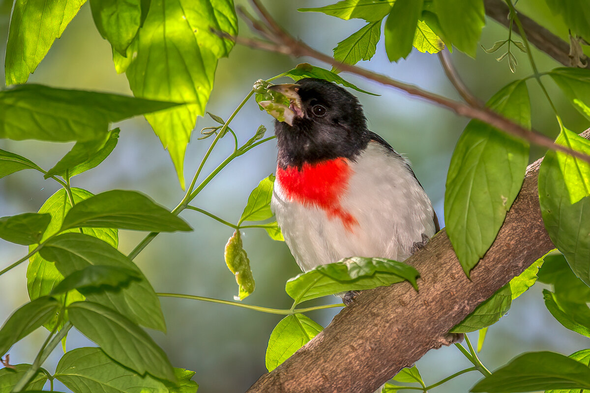 Rose-breasted Grosbeak.jpg