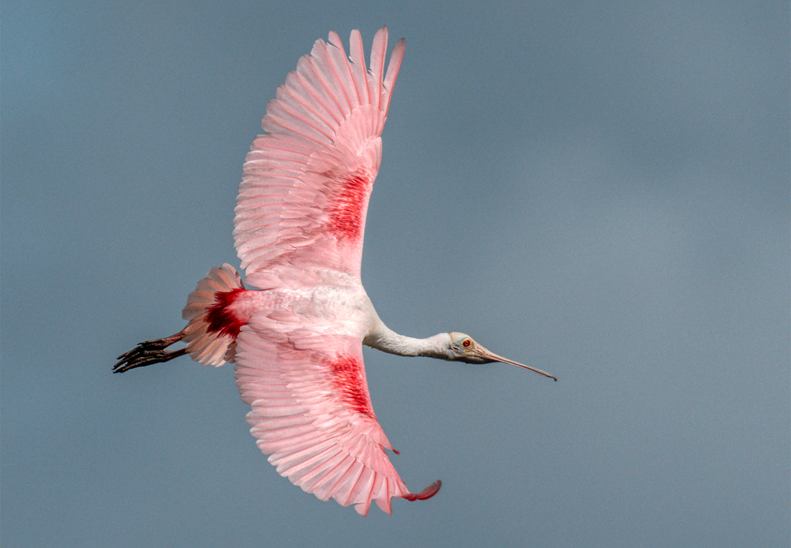 Roseate Spoonbill-01883-Edit.jpg