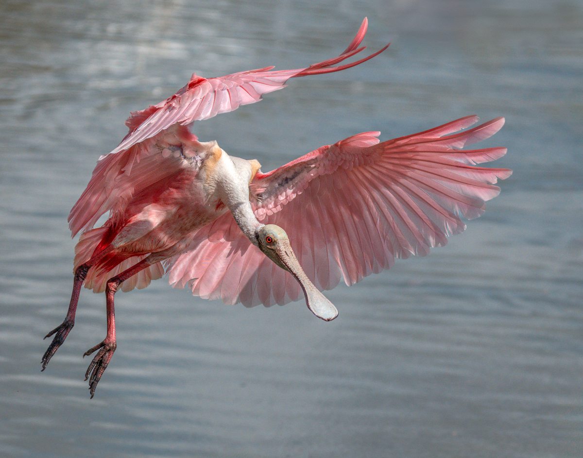 Roseate Spoonbill-02506-Edit-2.jpg