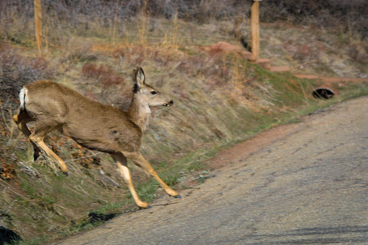 RR Deer-6.jpg