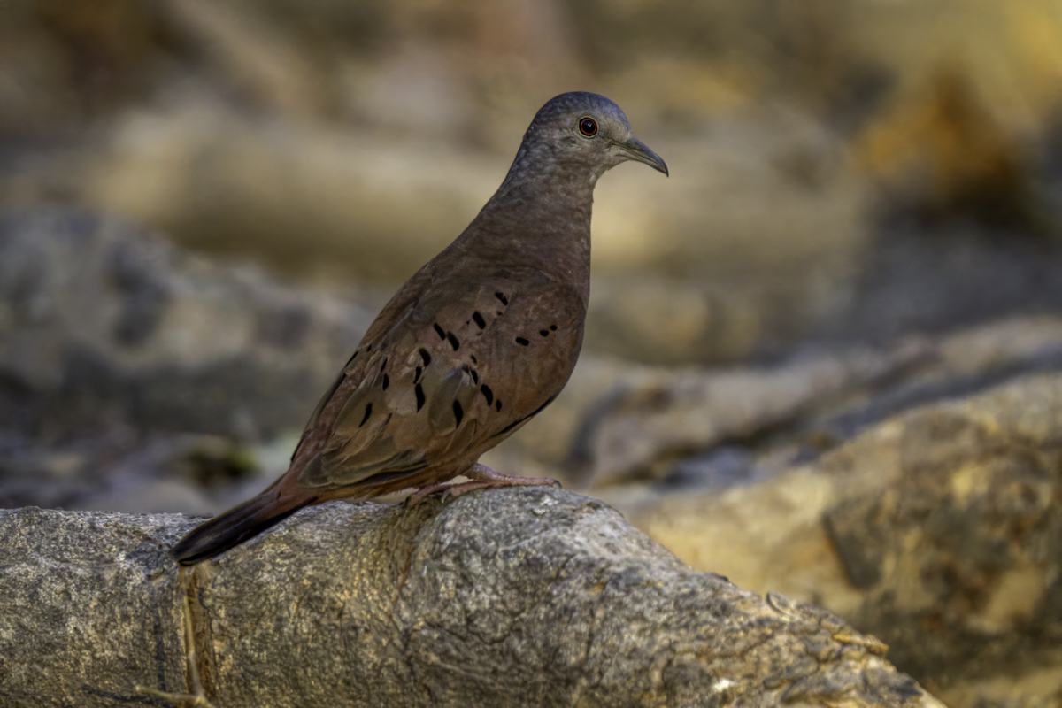 Ruddy Ground Dove  01170-Edit.jpg