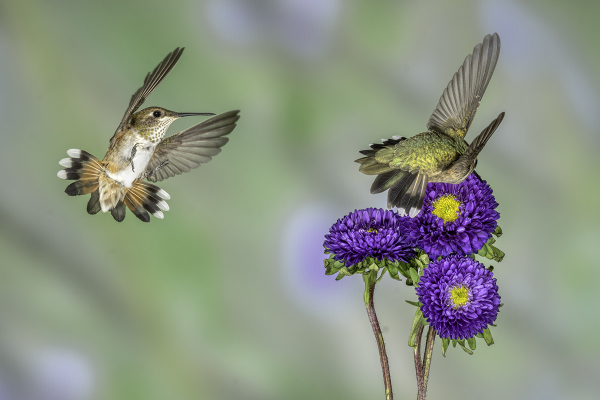 Rufous & Black-chinned hummingbirds-05838-Edit.jpg