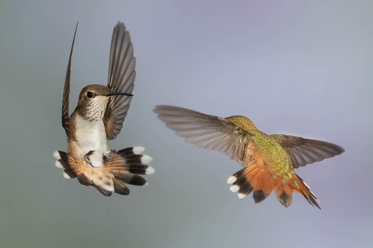 Rufous. Broadtailed-0854-Edit.jpg