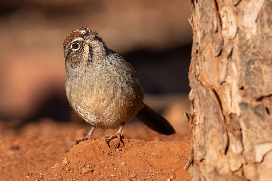 Rufous-crowned sparrow-03003-Edit.jpg
