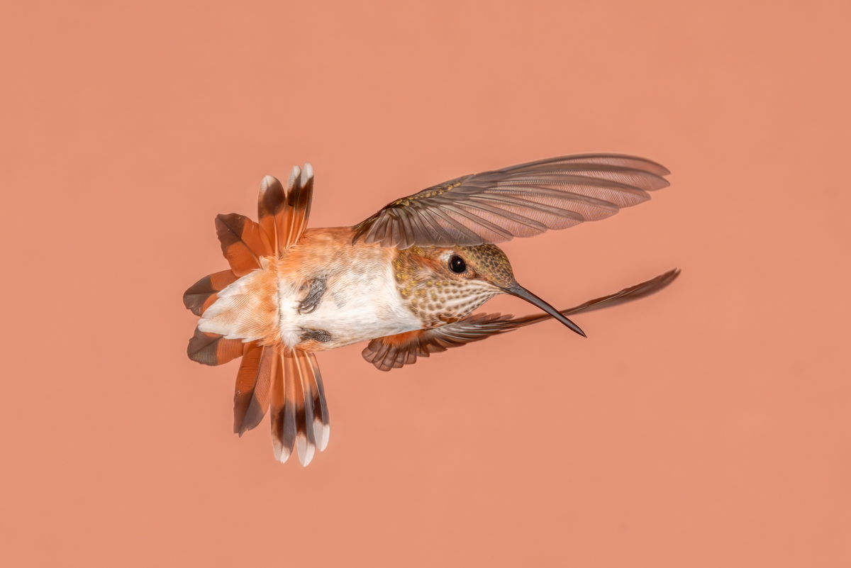 Rufous Hummingbird--02097-Edit.jpg