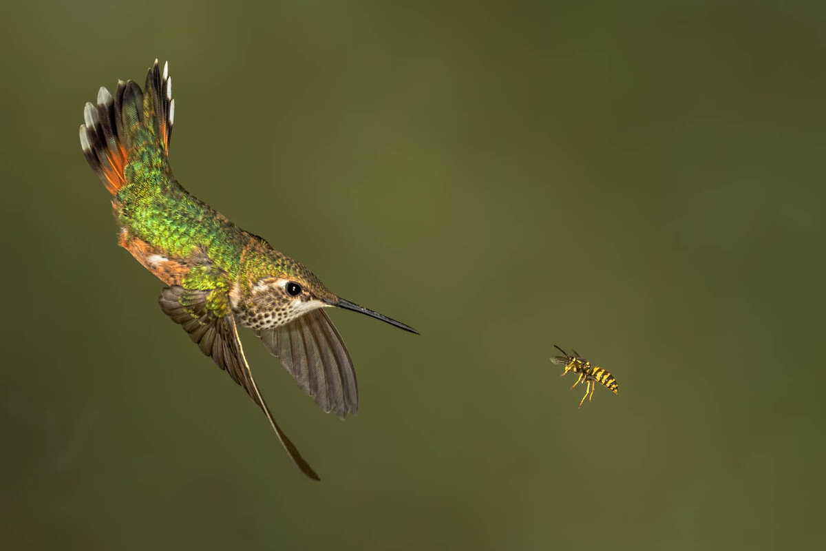 Rufous Hummingbird-1428-Edit-Edit.jpg