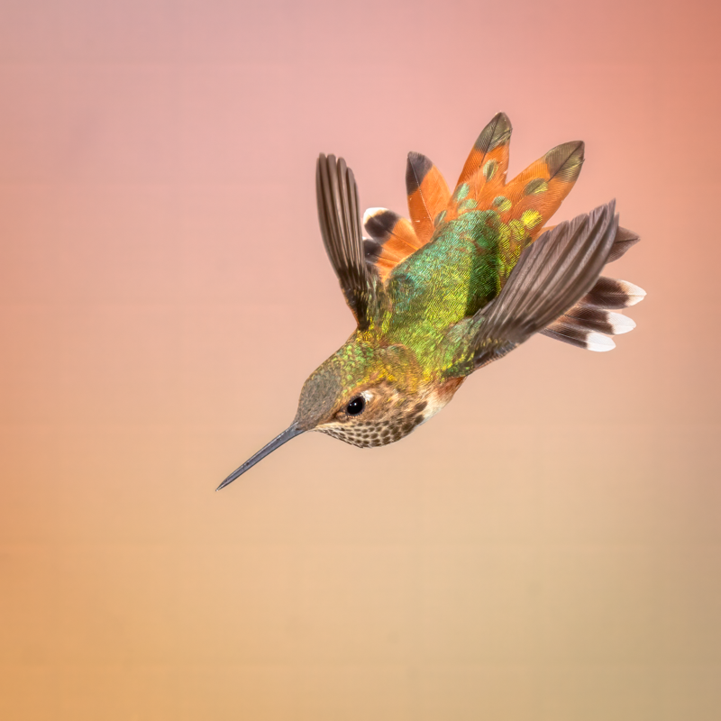Rufous hummingbird-3415-Edit.png