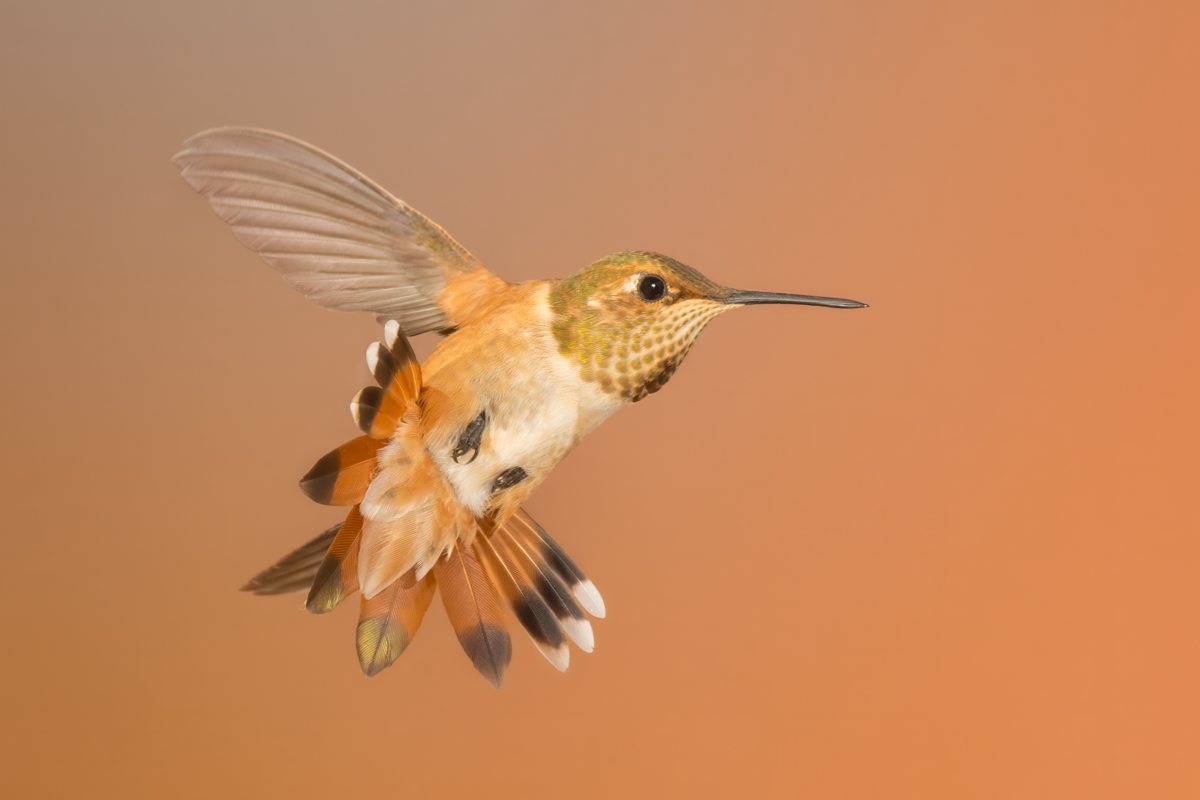 Rufous hummingbird-3505-Edit.png