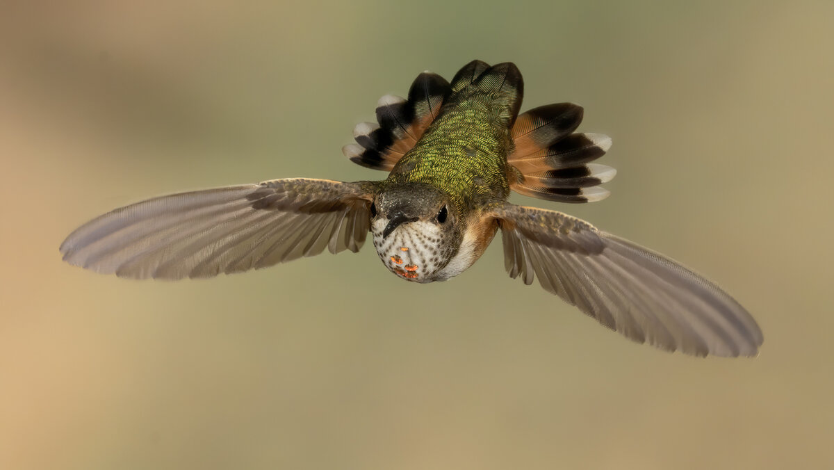 Rufous hummingbird-9373-Edit.jpg