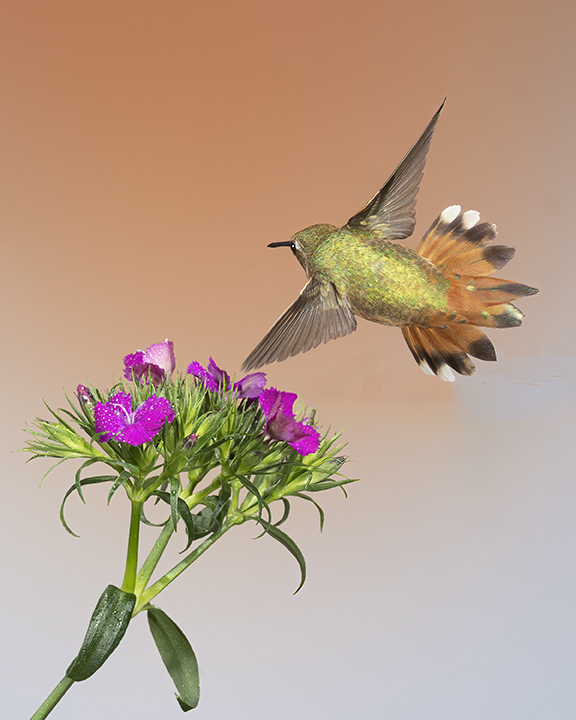 Rufous Hummingbird.jpg