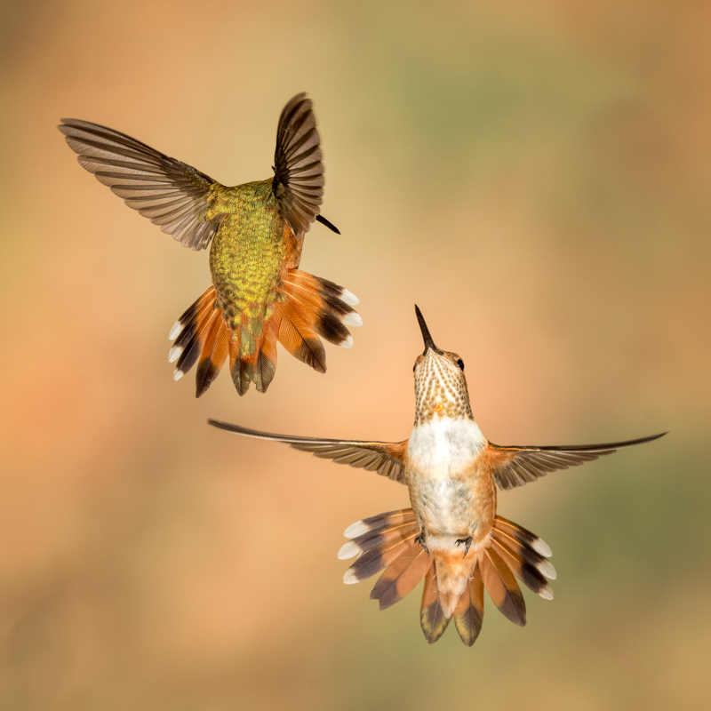 Dueling Rufous Hummingbirds | Focal World