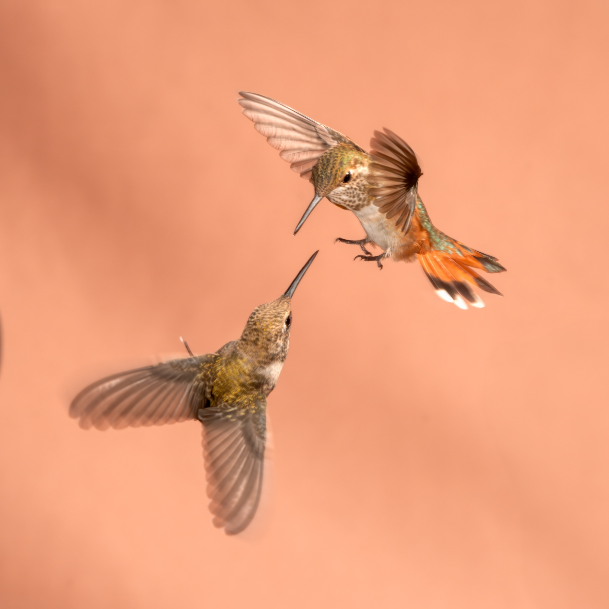 Rufous n Black-chin Hummingbird 02638-Edit.jpg