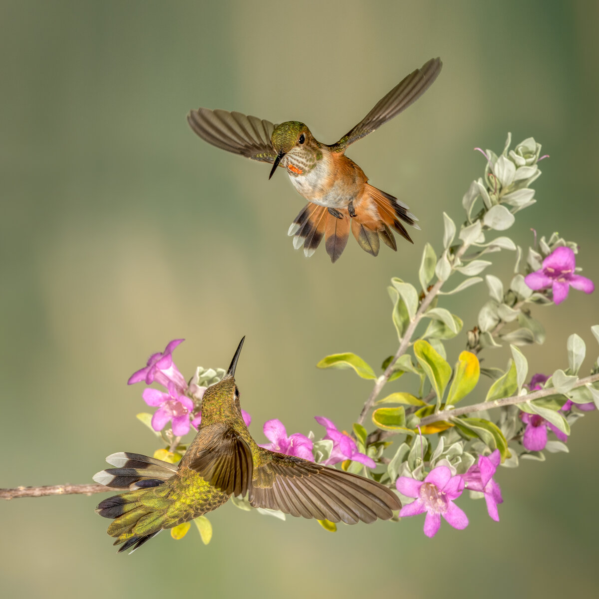 Rufous n Black-chin-.jpg