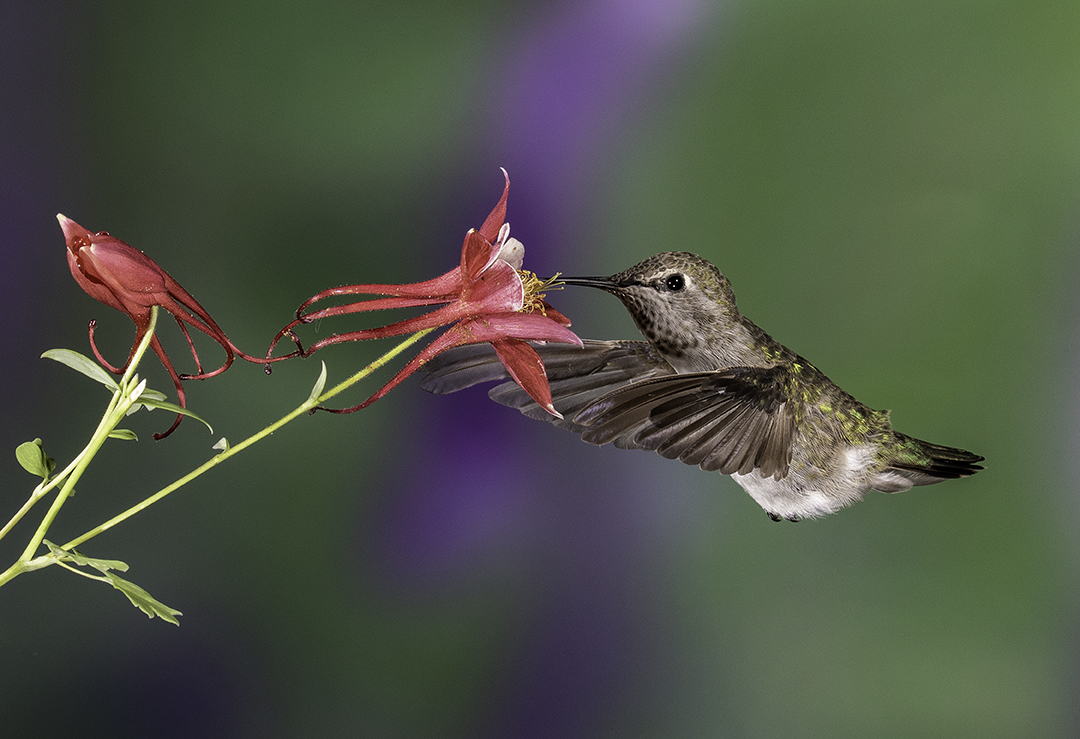 Rufous on colembine.jpg