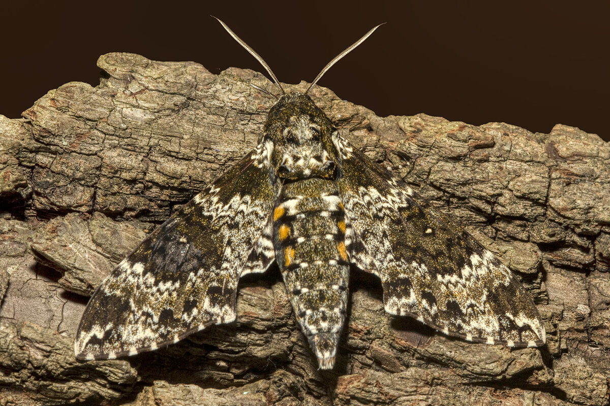 Rustic Sphinx Moth (Manduca rustica).jpg