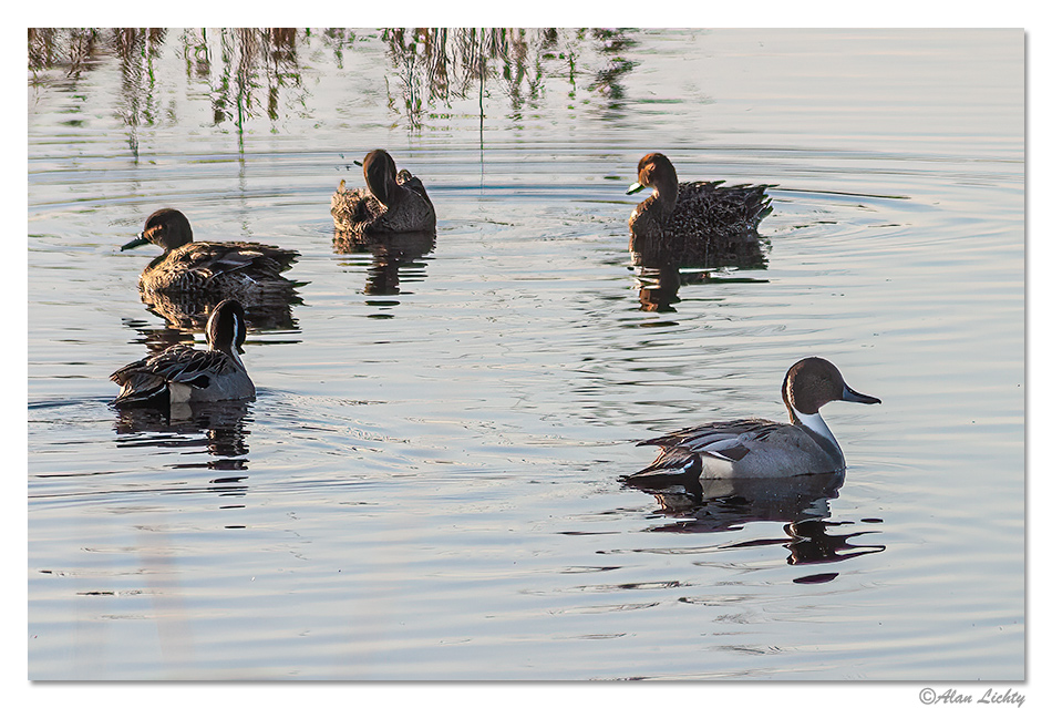 RWR-Pintails.jpg