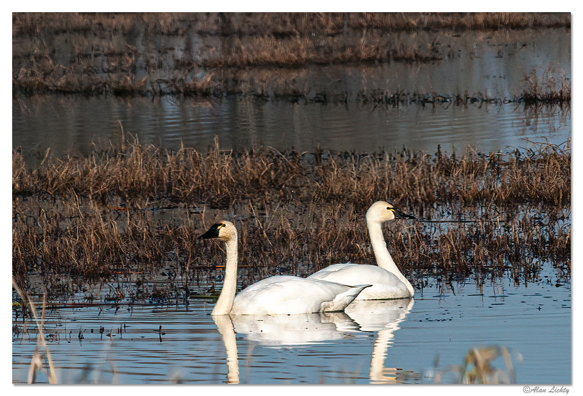 RWR-Swans.jpg