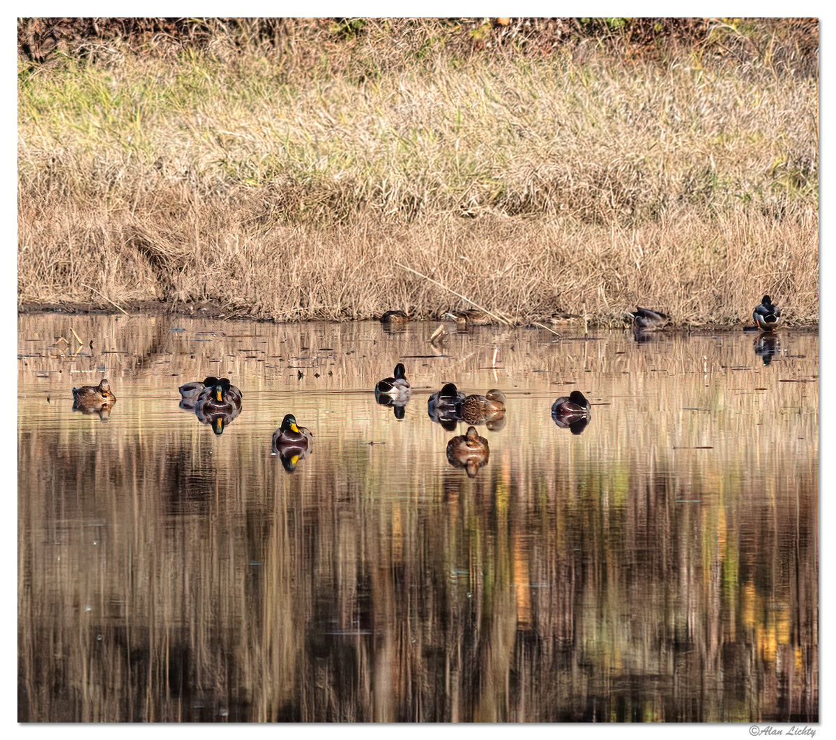 RWRDucks.jpg