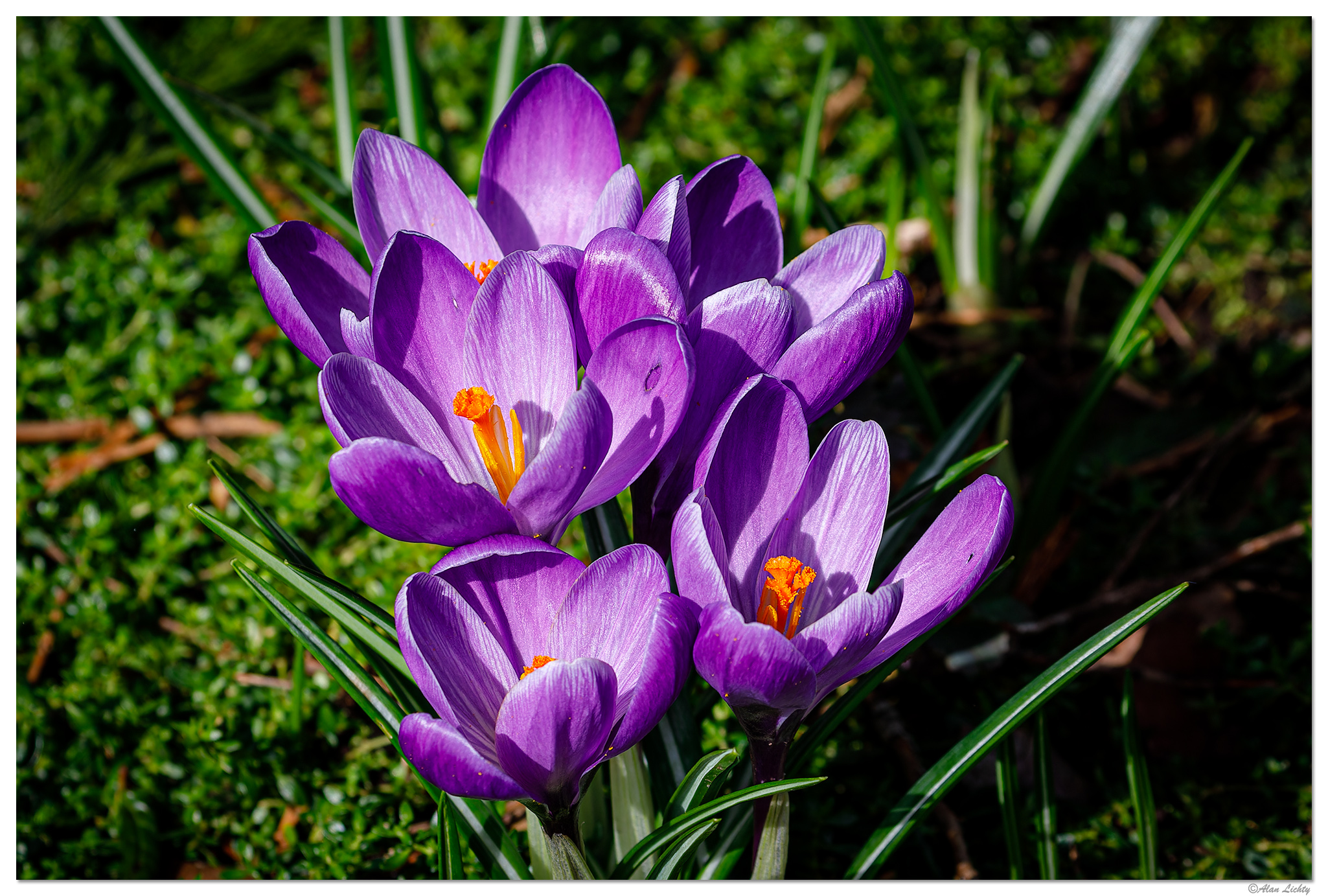S23-PCrocus.jpg