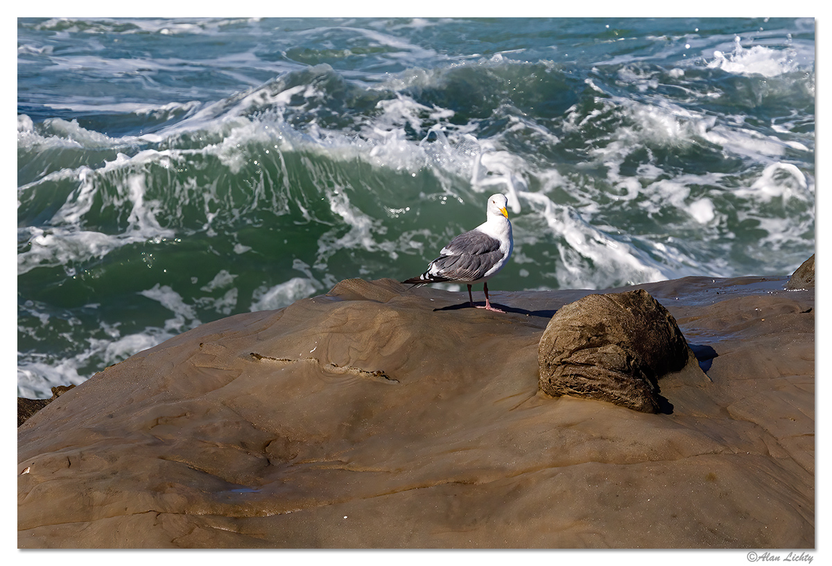 SA-Gull.jpg