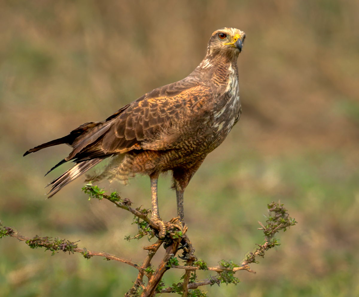 Sabannah Hawk Edit.jpg