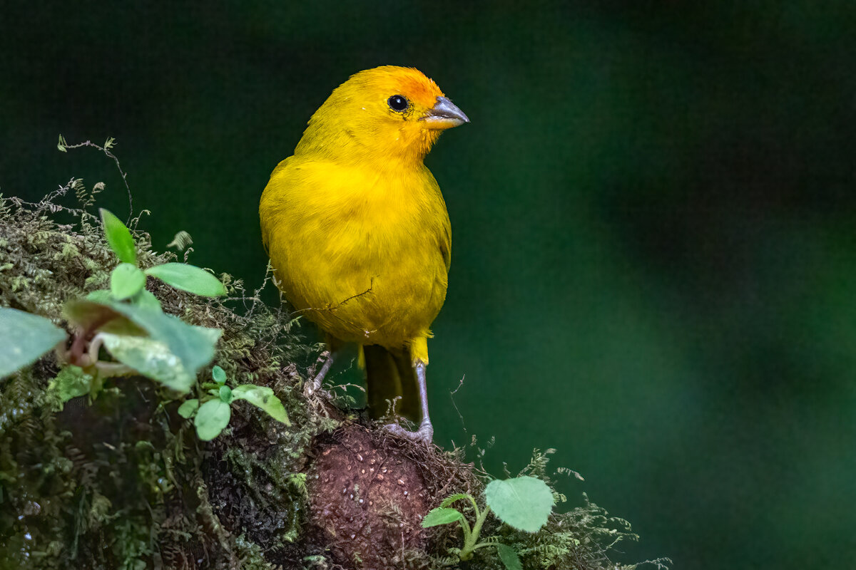 Saffron finch-.jpg