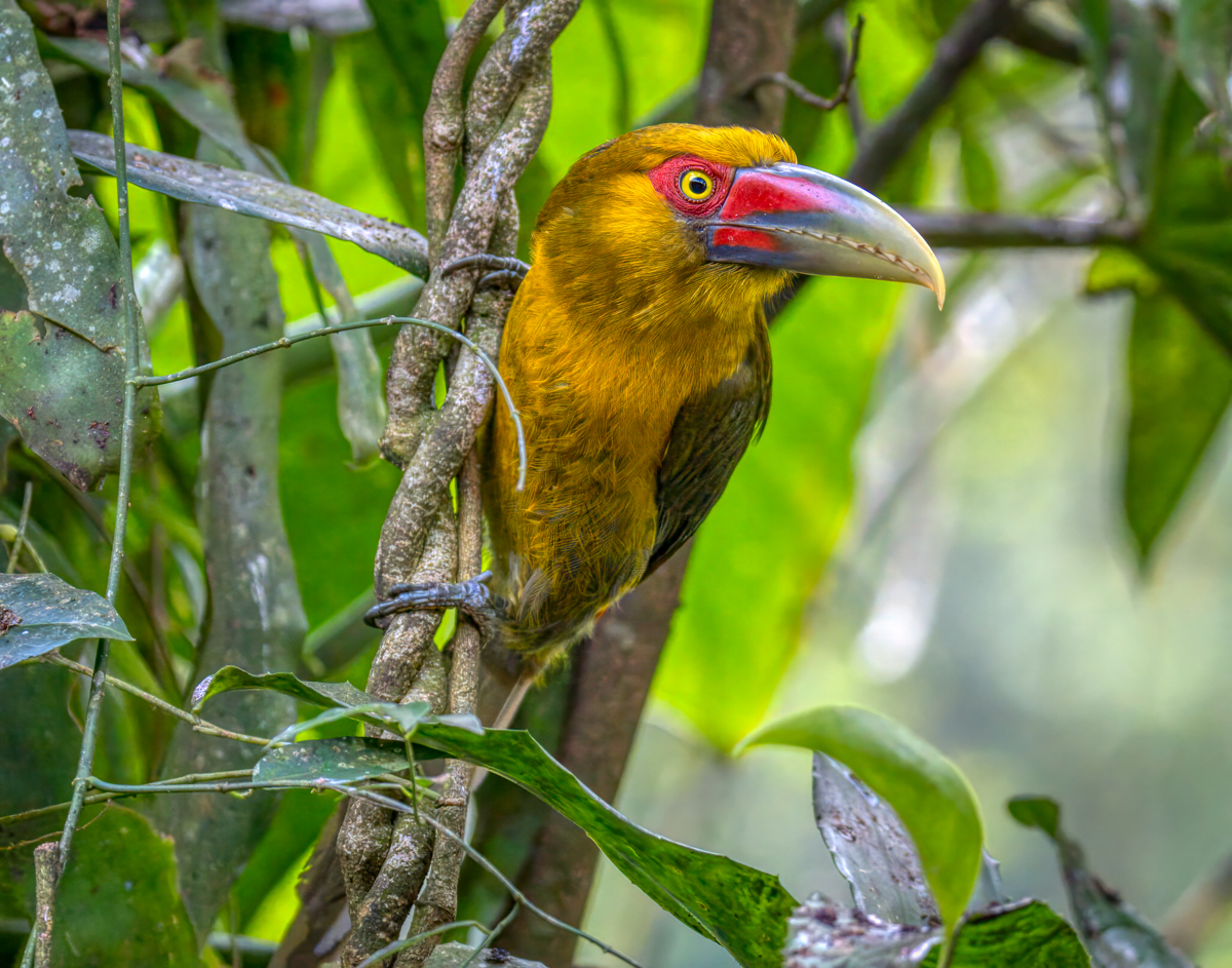 Saffron toucanet-09923-Edit.jpg