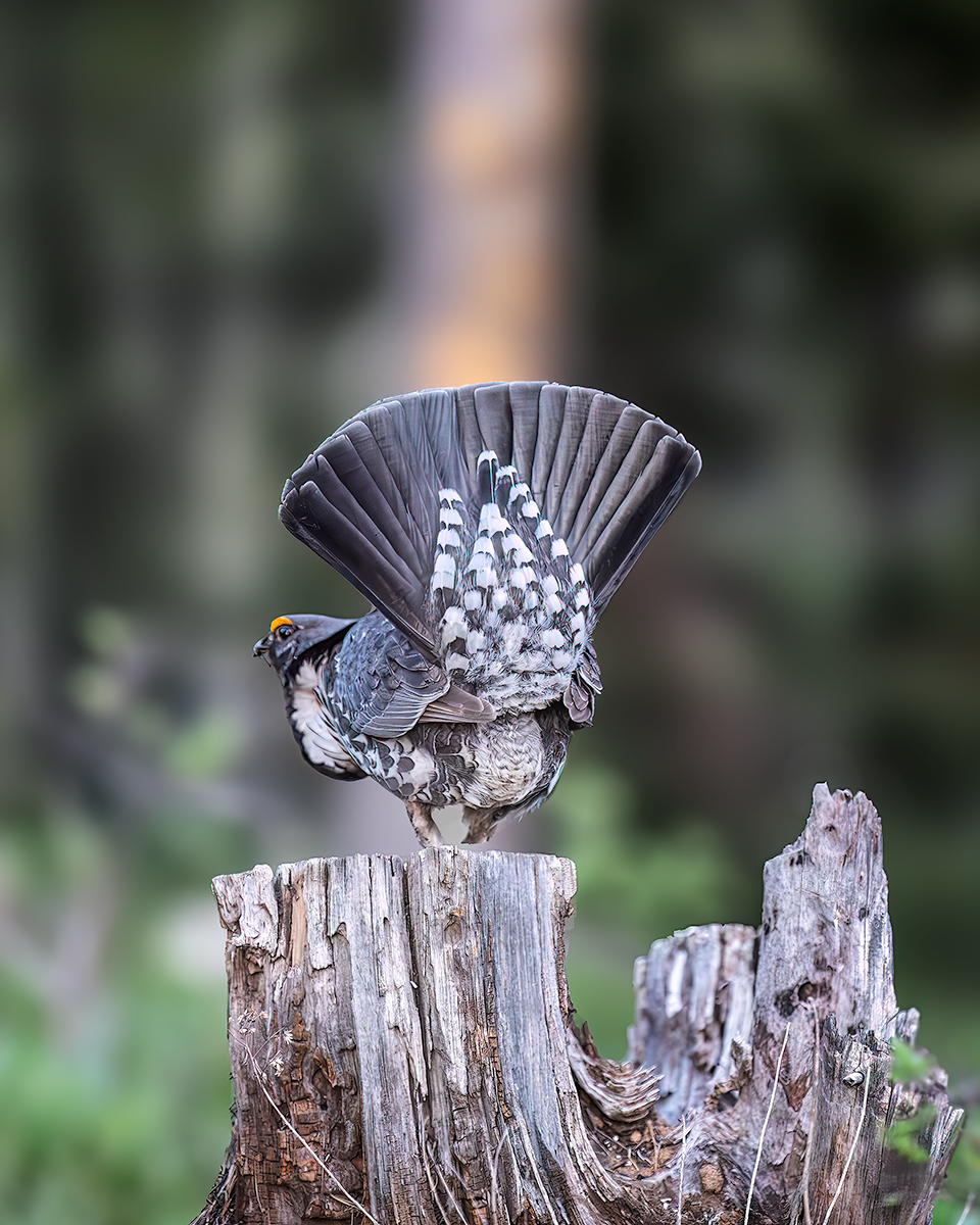SageGrouseBackNoiseSharpCropNik.jpg