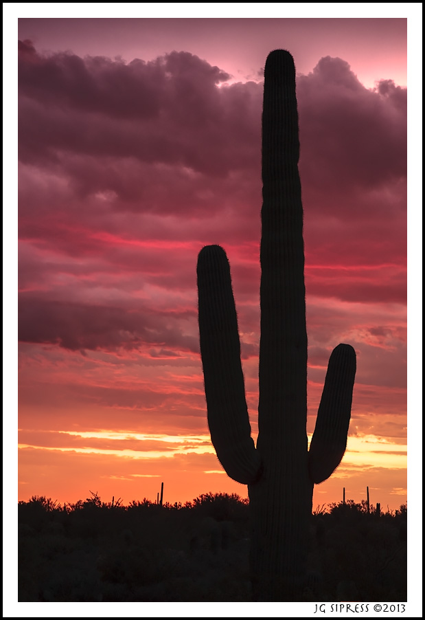 saguaorsunset1.jpg
