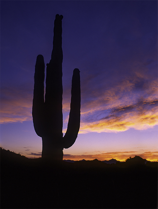 Saguaro at Sunset, Organ Pipe Cactus National Monument, AZ.jpg