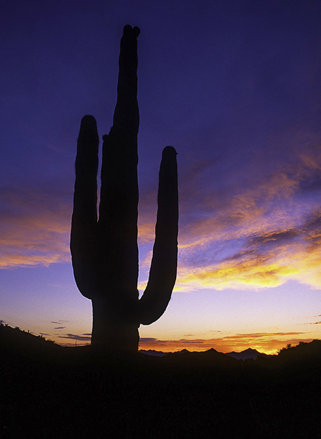 Saguaro Cactus sunset.jpg