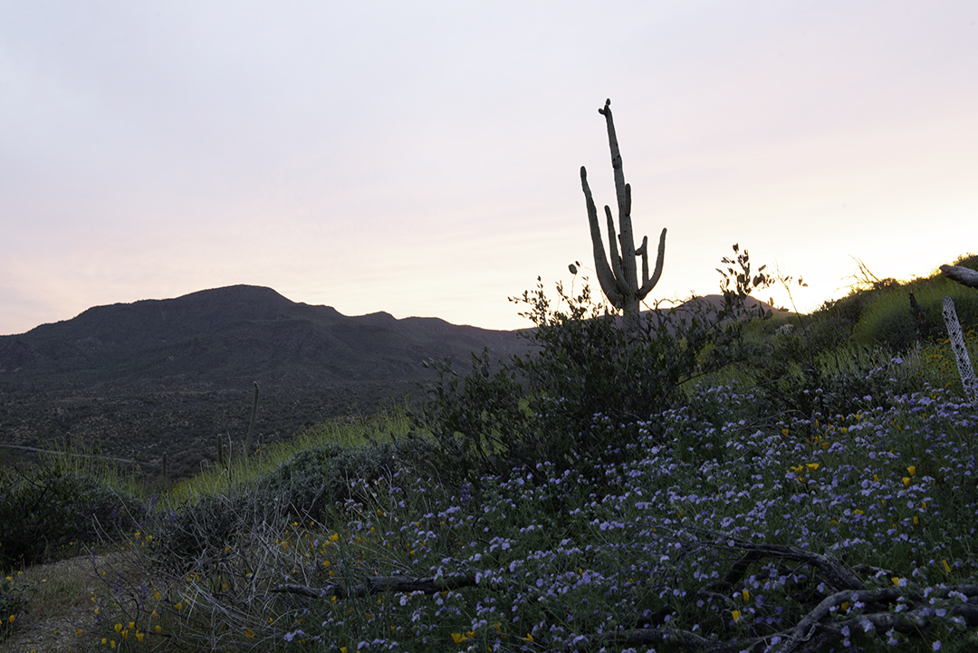 Saguaro Sunset original.jpg