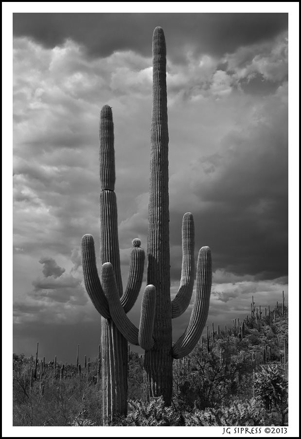 saguaro1bw.jpg