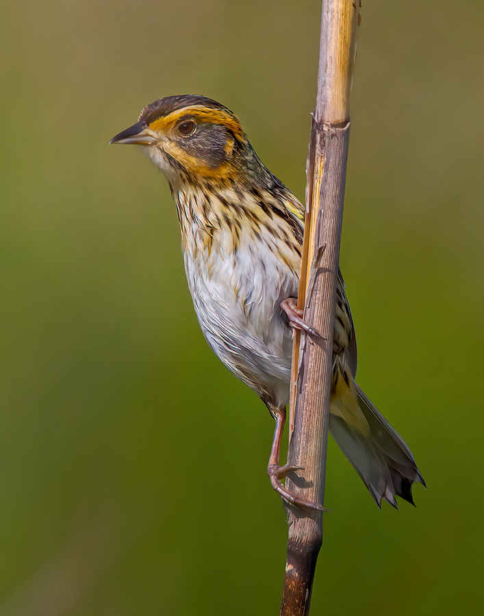 Saltmarsh Sharp-tailed Sparrow 1.jpg