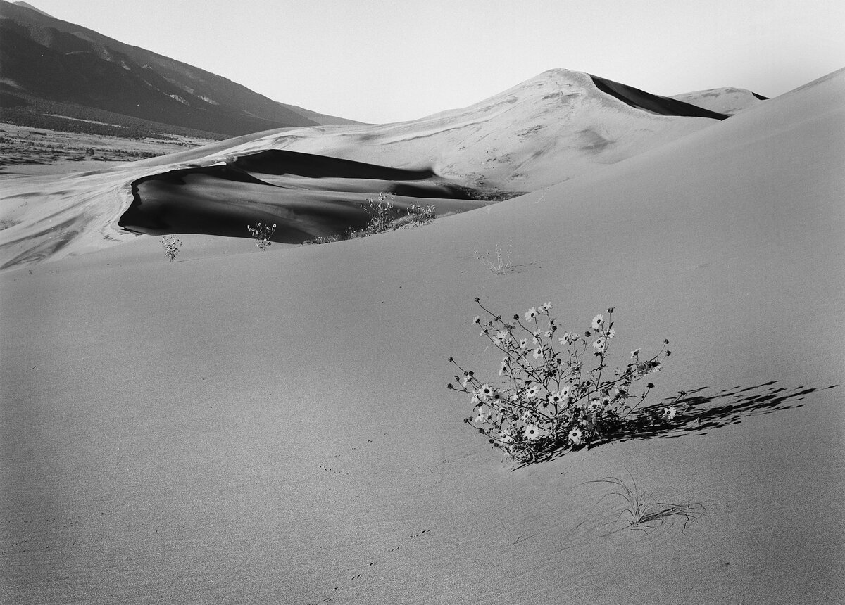 Sand Dunes.jpg