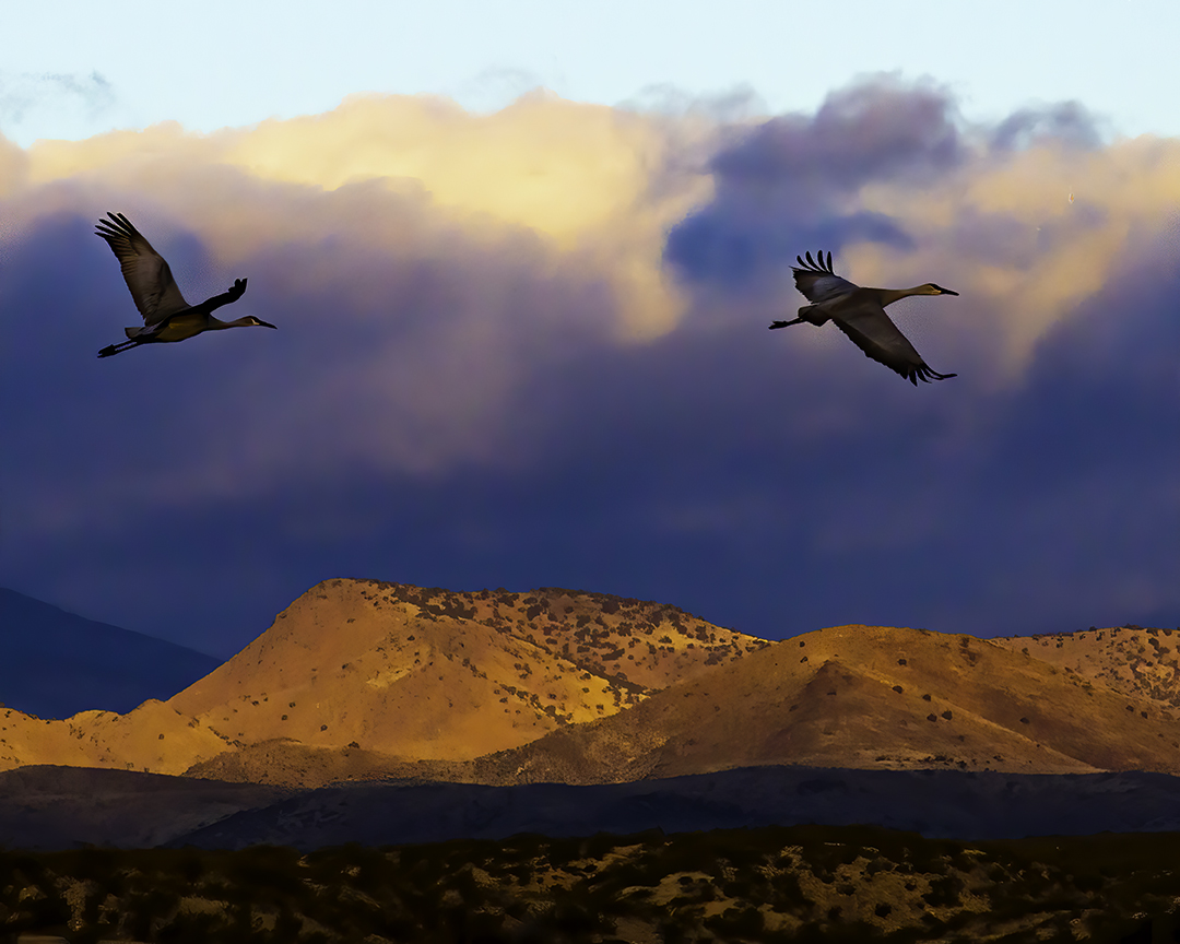 Sand Hills Cranes.jpg