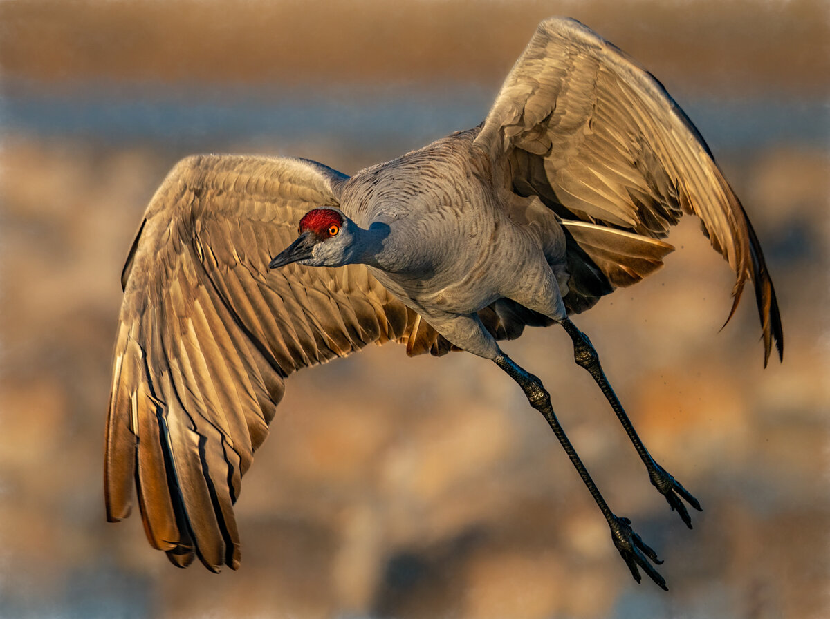 Sandhill Crane-3282-Edit-Edit.jpg