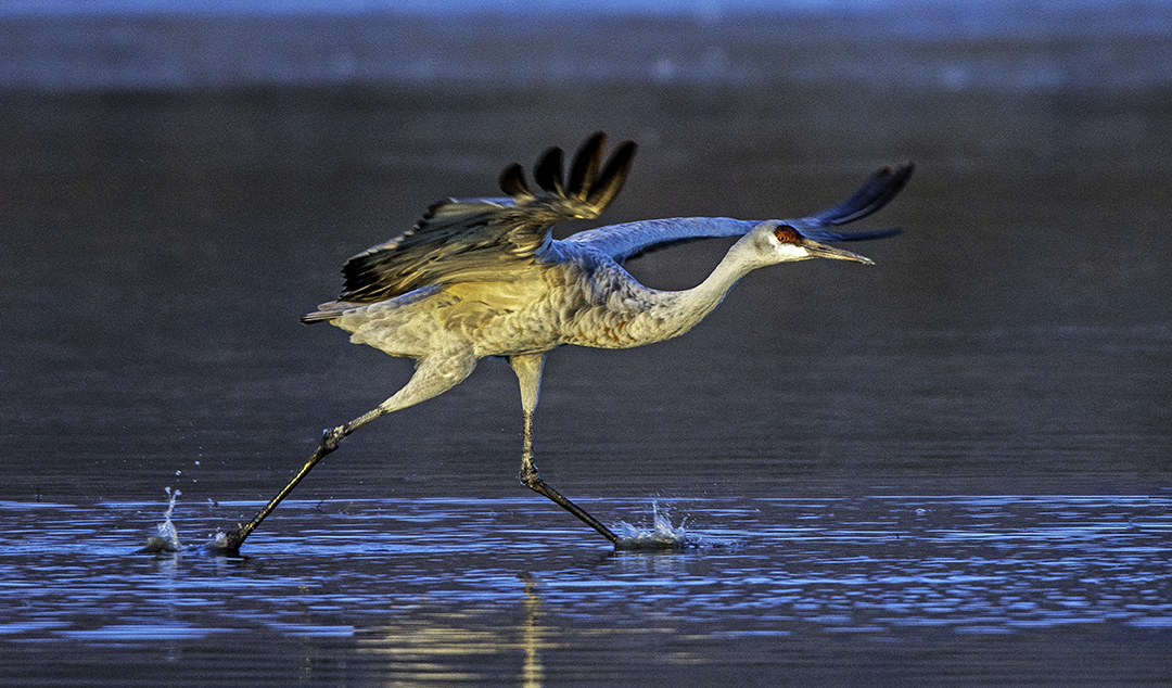 Sandhill Crane taking off.jpg