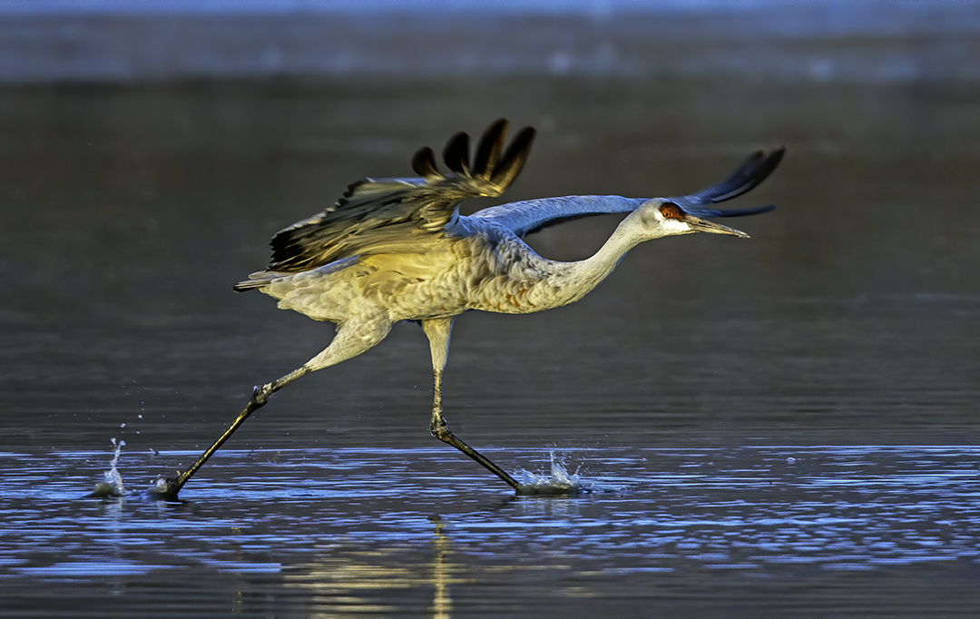 Sandhill Crane taking off.jpg