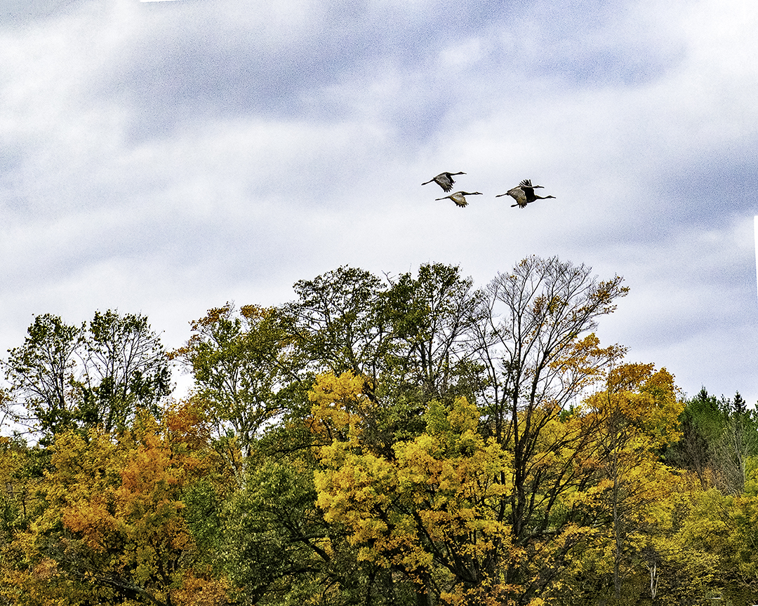 Sandhill Cranes, Door County, WI-Edit.jpg