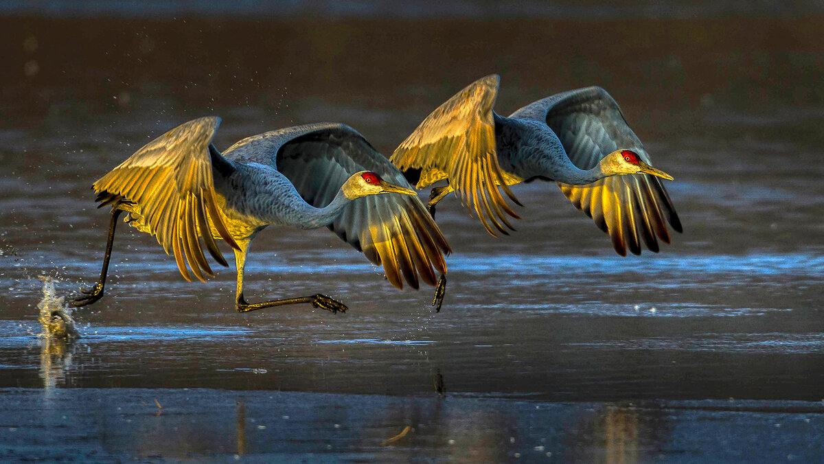 Sandhill Cranes. On the Run.jpg