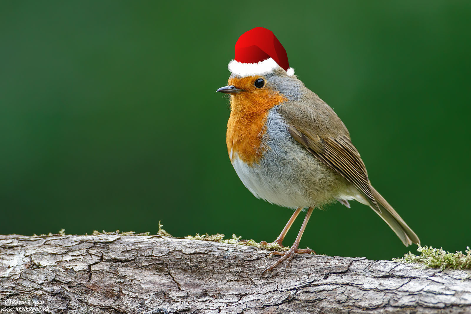Winged Wednesday Christmas Edition 12/20/2023 | Focal World