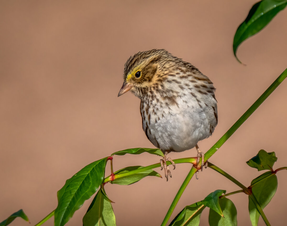 Savannah sparrow-.jpg