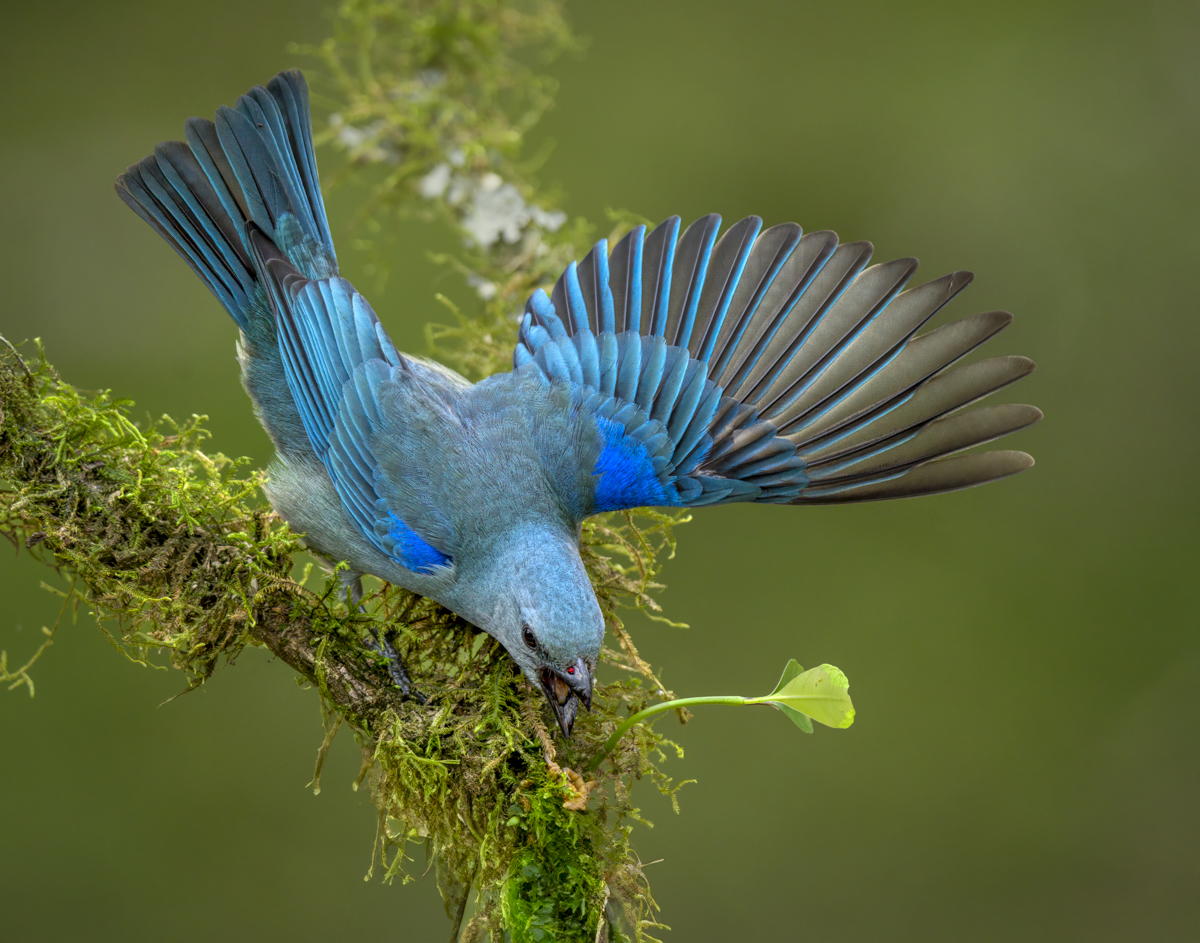 Sayaca Tanager -09550-Edit.jpg