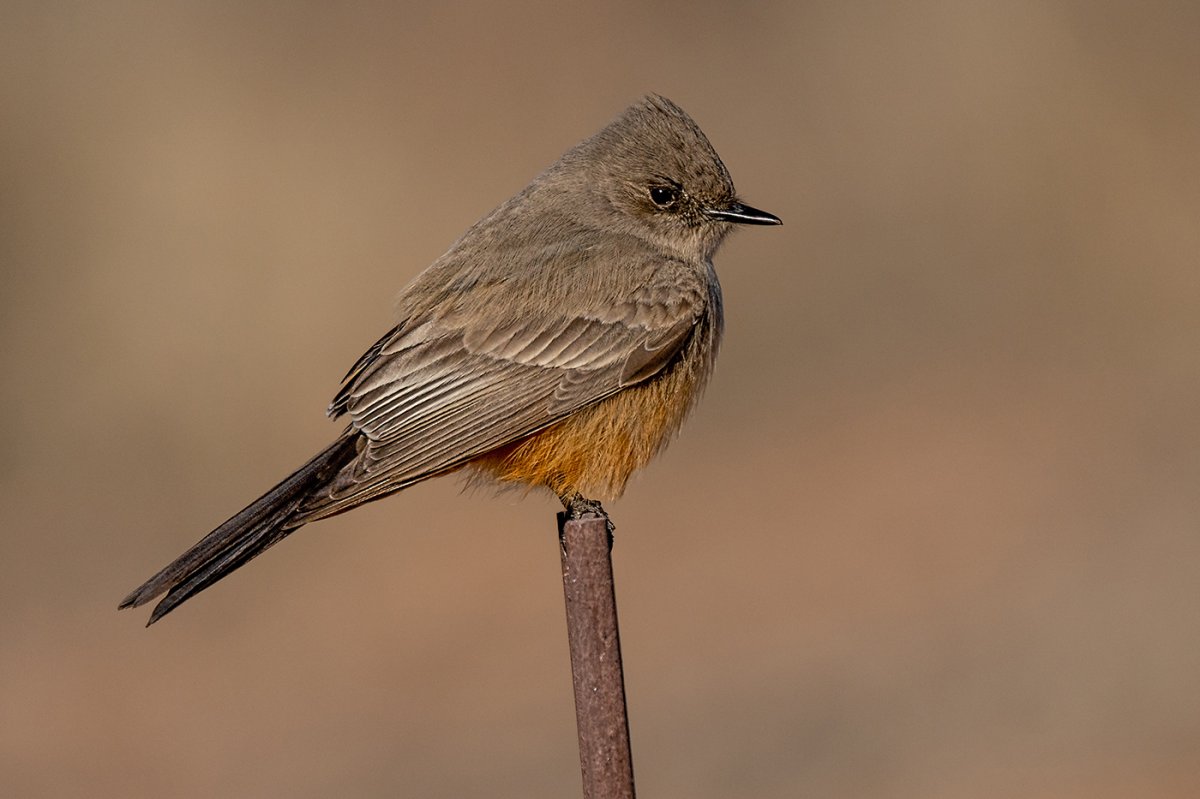 Say's phoebe-3482-Edit.jpg