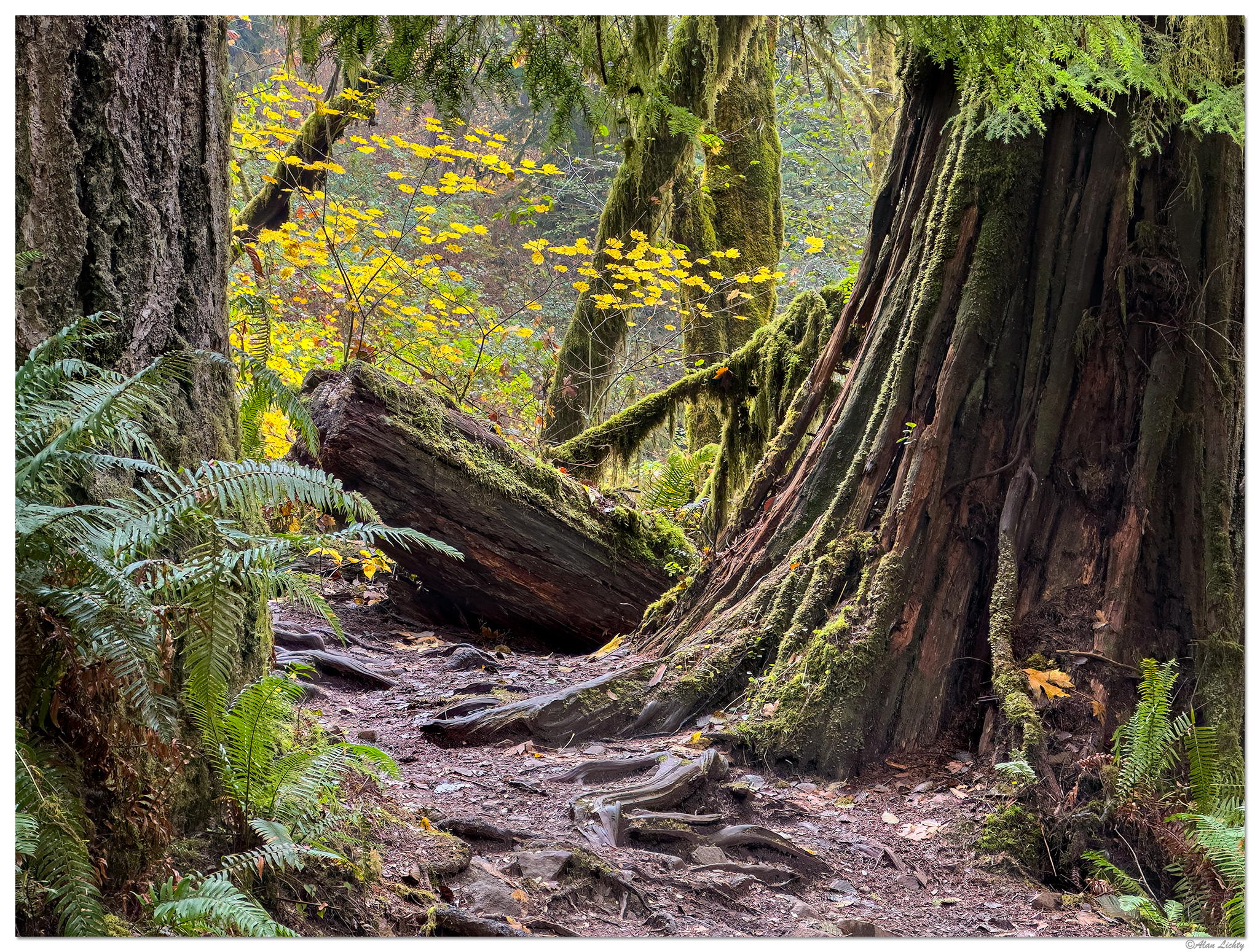 SC-SiuslawTrail110823.jpg