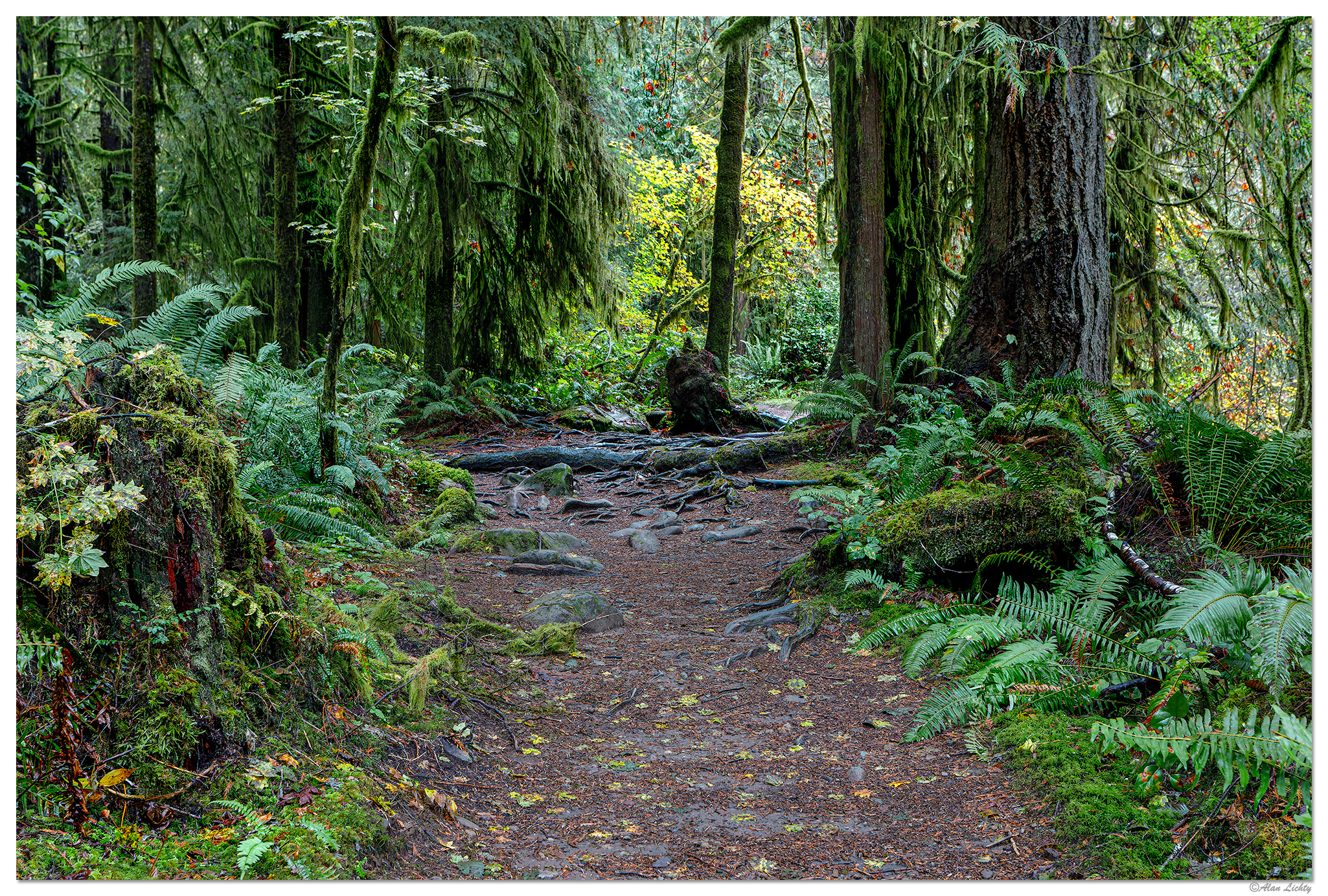 Fall Along a Trail | Focal World