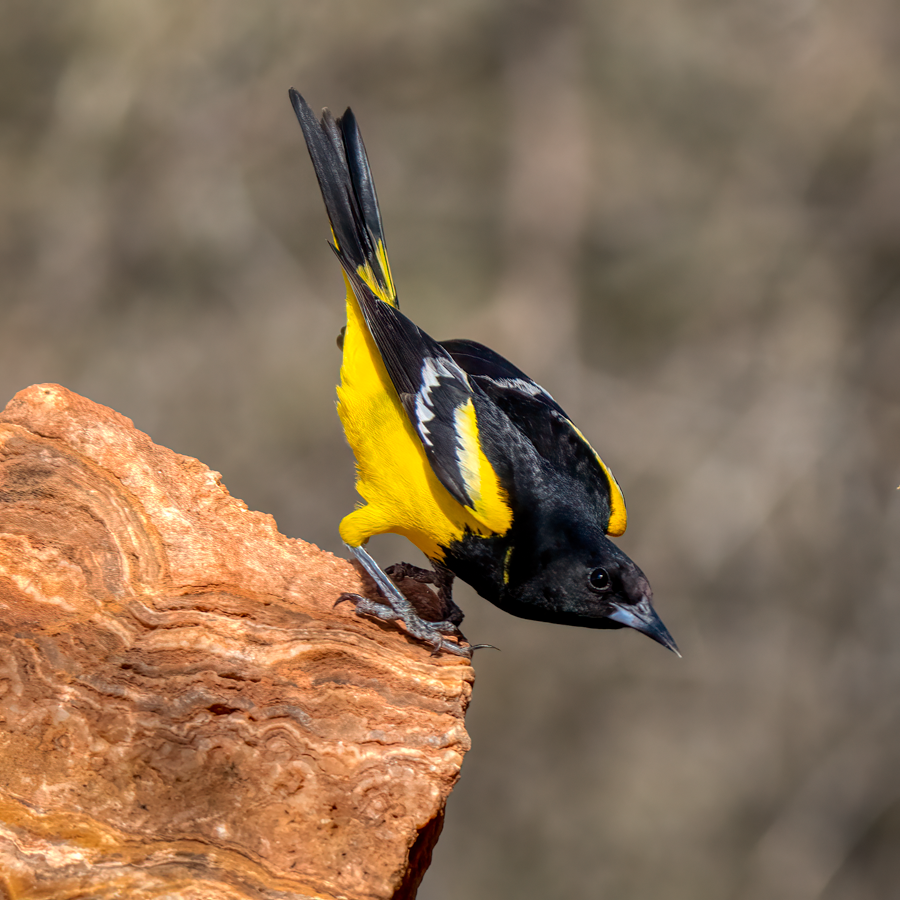 Scott's oriole-03149-Edit.png