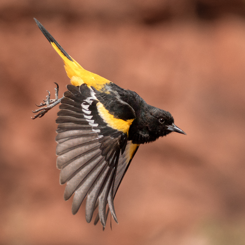 Scott's Oriole-03287-Edit.jpg