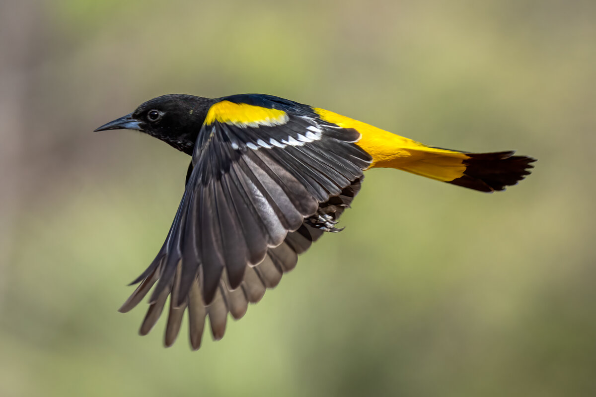 Scott's oriole-03628-Edit.jpg